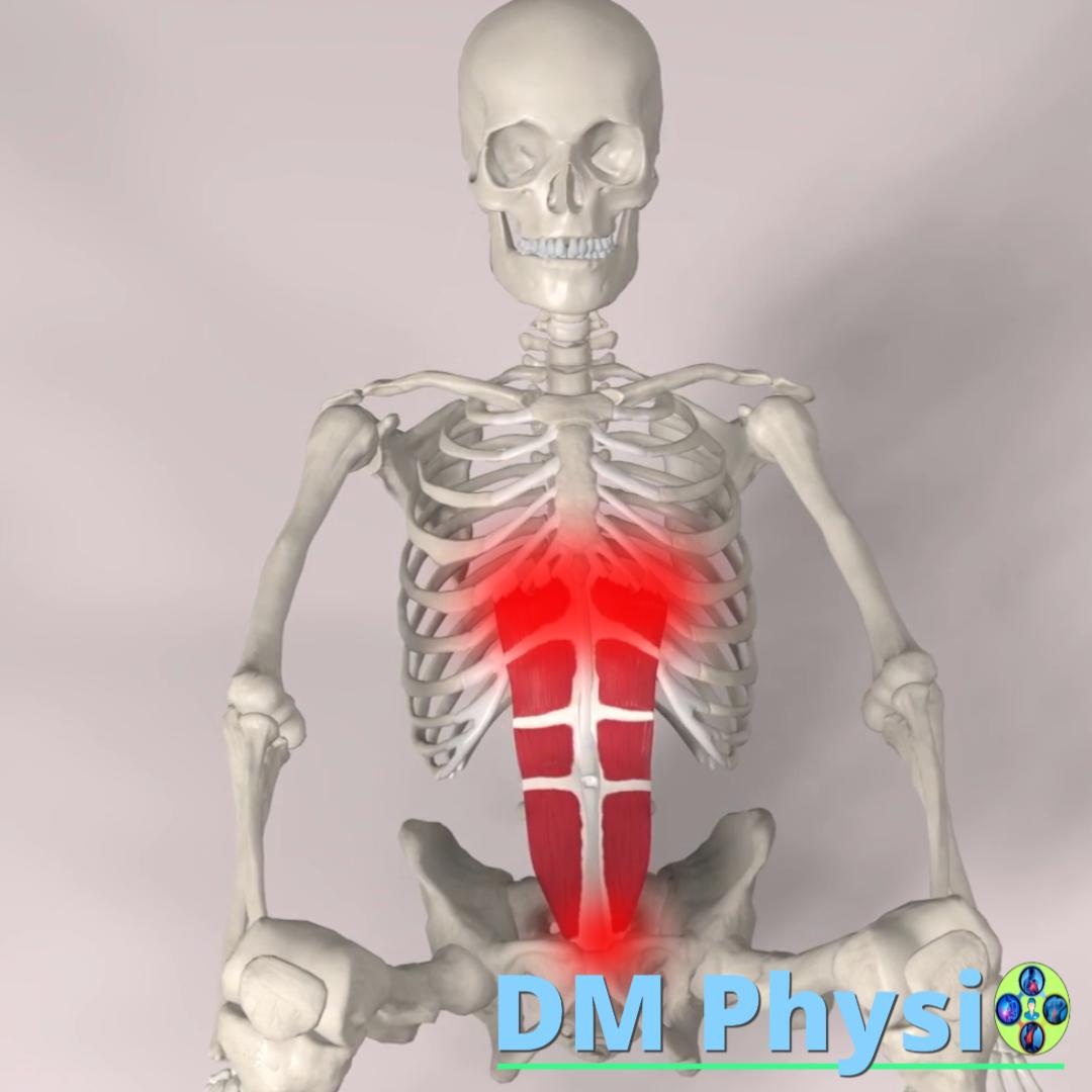 Изображение на прав коремен мускул